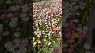 Paper daisy /Australian Botanic Garden Mount Annan