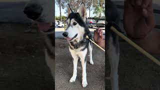 Video preview image #1 Siberian Husky Puppy For Sale in Pasadena, CA, USA