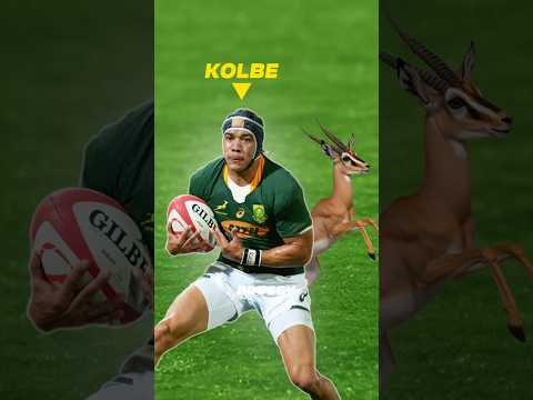 If Kolbe Were An Animal 🥶🤯 #rugby #shorts #cheslinkolbe