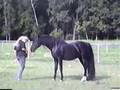 Regaliz Black Spanish Andalusian stallion 
