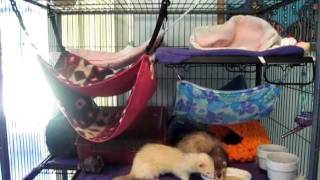 Ferrets Eating Duck Soup in Winterized Ferret Nation Cage.mov