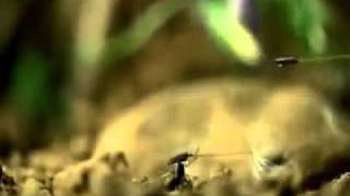 Tenhi - The Chant Of Näkki