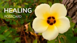 Postcard 1 phút chữa lành tâm hồn bằng tiếng Anh | Video kèm phụ đề | Bánh xèo TV
