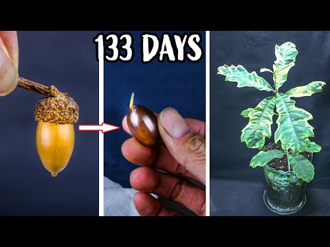 Growing Oak Tree From Acorn Seed Time Lapse (133 Days)
