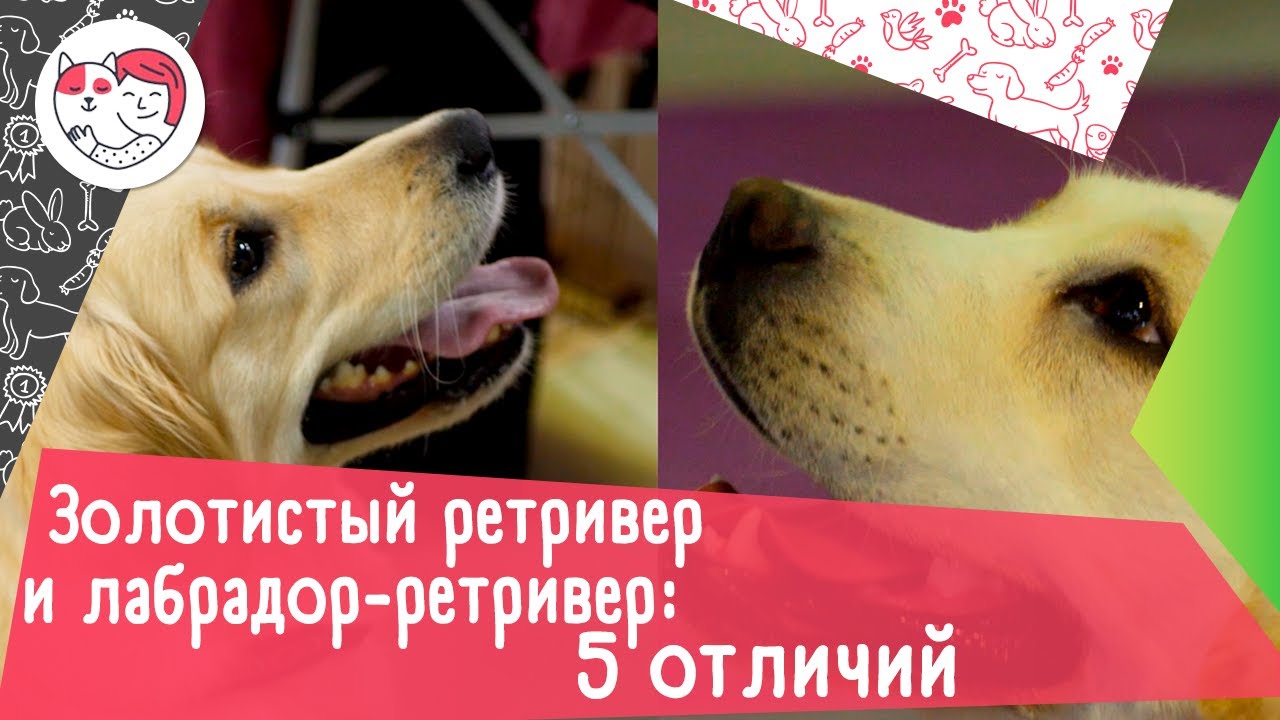 5 отличий между золотистым ретривером и лабрадором-ретривером