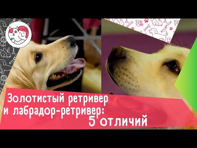 Ретривер лабрадор в чем разница. sddefault. Ретривер лабрадор в чем разница фото. Ретривер лабрадор в чем разница-sddefault. картинка Ретривер лабрадор в чем разница. картинка sddefault. К одной кинологической группе принадлежат золотистый ретривер и лабрадор, и понять, в чем разница между ними, непросто. Непрофессионалов вводит в заблуждение внешняя схожесть псов. Добавляет путаницы также общее в полном названии слово «ретривер». Ретривер лабрадор в чем разница. sddefault. Ретривер лабрадор в чем разница фото. Ретривер лабрадор в чем разница-sddefault. картинка Ретривер лабрадор в чем разница. картинка sddefault. К одной кинологической группе принадлежат золотистый ретривер и лабрадор, и понять, в чем разница между ними, непросто. Непрофессионалов вводит в заблуждение внешняя схожесть псов. Добавляет путаницы также общее в полном названии слово «ретривер».