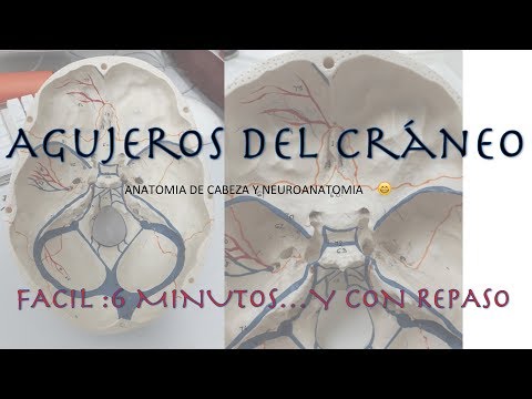 Agujeros del cráneo : FACIL