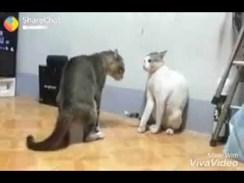 cat and cit fighting a comedy sciencs swarna diwakar