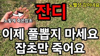 잡초이제 뽑지마세요! 이거뿌리면 잔디밭에 잡초가 안나요 잔디는 살고 잡초만 죽어요 #잡초 #잡초제거 #제초제…