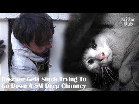 Cat Stops Crying, Starved For 10 Days Without Food And Water (Part 2) | Kritter Klub