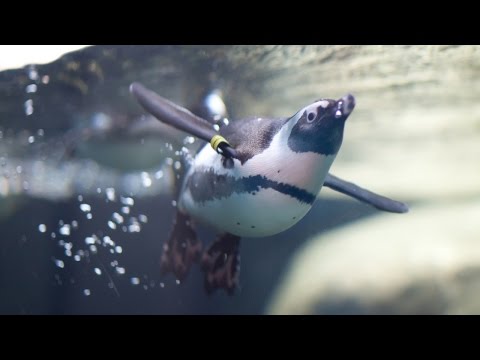 Penguin Underwater Cam live webcam