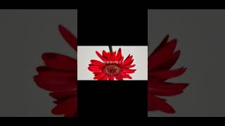 【#HONEY】【#ラルク】【#shorts】【#永久機関】 HONEY/L'Arc〜en〜Ciel guitarcovered by フクレモ.