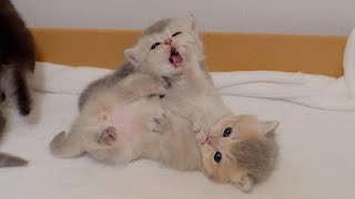 The pretend wrestling game that started with the kittens waking up was so cute...