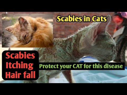 What is Treatment of Scabies in Cats ? | Cat skin Infection Symptoms and Treatment #cat#scabies