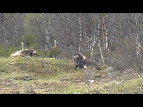 00346 Moskus ved Kongsvoll Godt å legge seg og strekke ut bena 20 mai 2018 Klokka 1802