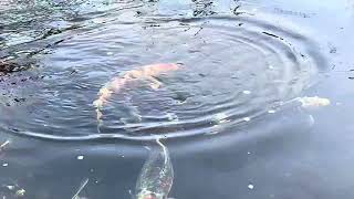 Coffee with the Koi fish.