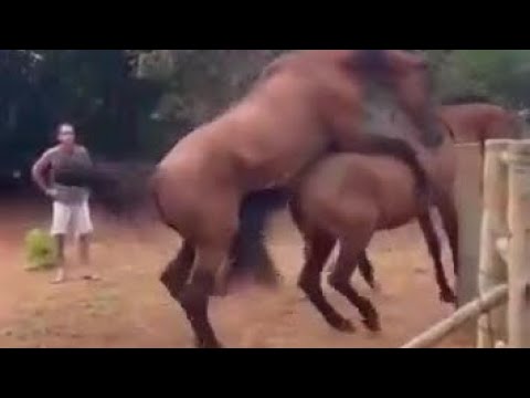 お馬さん、SEXしようとしたら飼育員にオナホをセットされる #shorts