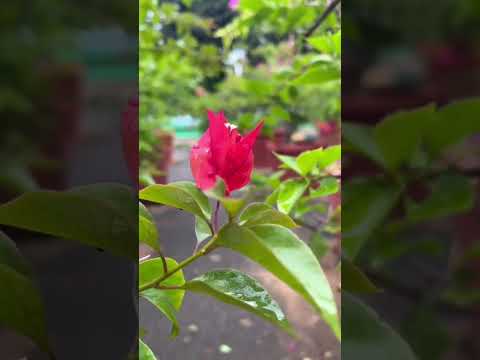 beautiful flowers#subscribe