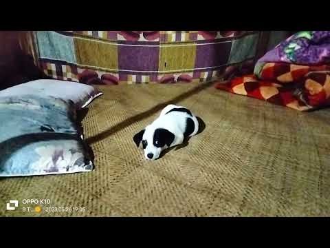 Niku. ktuyauhmi dukho ong tong uo🥺😢