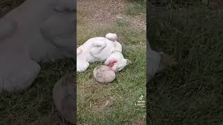 Video preview image #1 American Pit Bull Terrier-Unknown Mix Puppy For Sale in Rustburg, VA, USA