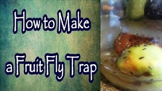 How to Make a Fruit Fly Trap