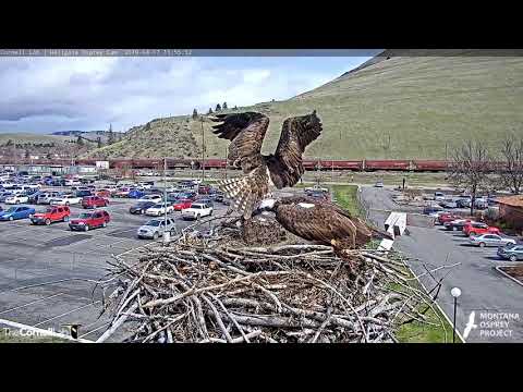 Fish-Filled Lunch On Hellgate Osprey Cam – April 17, 2019