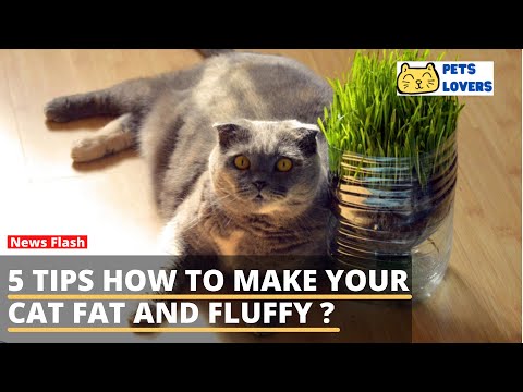 5 Tips How to Make Your Cat Fat and Fluffy ?