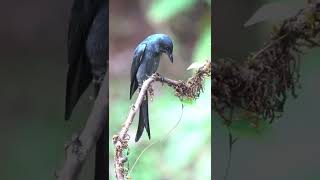 Download lagu Burung srigunting alam liar#shorts #kicaumania #animals #burung mp3