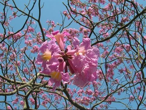 Tabebuia rosea pink trumpet tree - YouTube