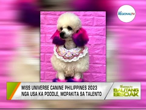 Balitang Bisdak: Miss Universe Canine Philippines 2023