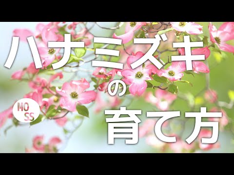 園芸 カナダのハナミズキ、4 ストローク