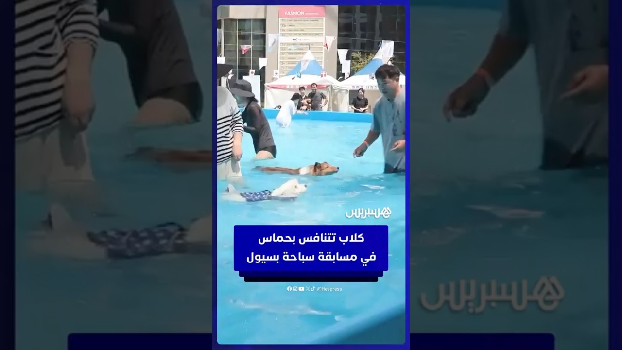 كلاب تتنافس بحماس في مسابقة سباحة بالعاصمة الكورية سيول thumbnail