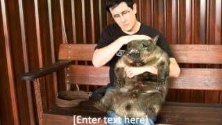 mountain goats - red river valley