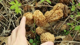 preview picture of video 'Ben Starr hunts morels in Buffalo River country'
