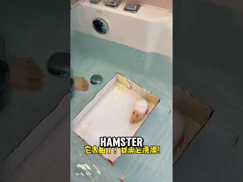 Hamster mau dimandiin 🙀