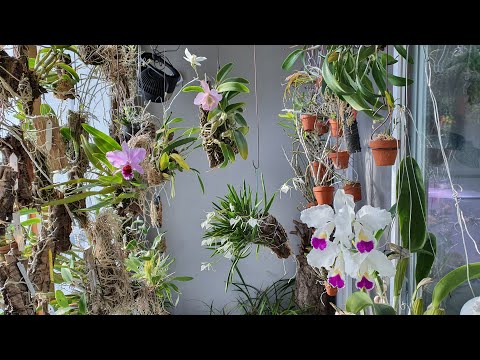 , title : '[화이 난초 생방송 EP.36]  베란다 식물 키우기 새로운 것들..   Korean Balcony indoor Orchid growing 2020.01.12'