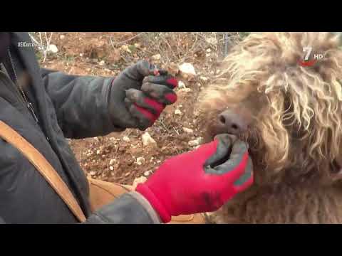 LOS PERROS TRUFEROS DE TRUFBOX