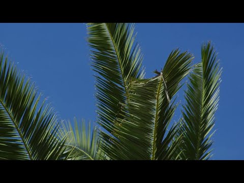 Palm Tree Stock Video