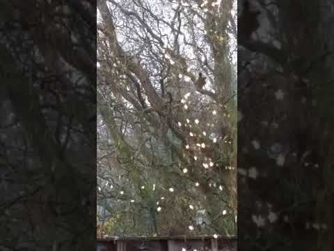 allen Widrigkeiten zum Trotz: fröhliche Weihnachten!