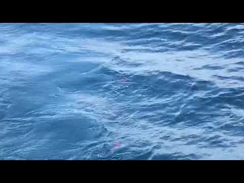 Trolling for Pollack with rigged gummimakk from Fairwater Fishing