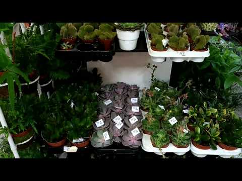 Floraria Design Floral- Plante decorative si aranjamente florale