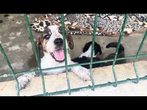 Vídeo de GRETA