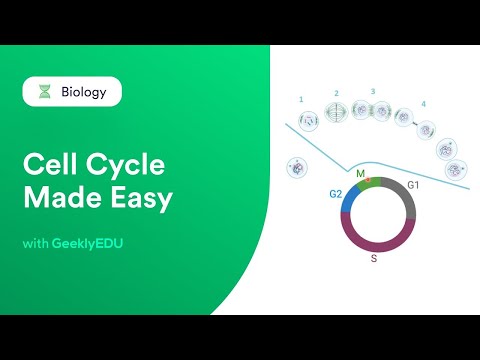 #GeeklyHub What is Cell Cycle? | Interphase & Mitotic Phase