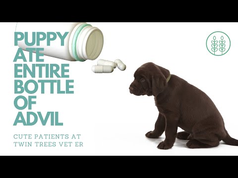 Puppy eats entire bottle of Advil.