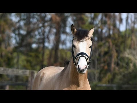 Verkaufspony My Golden Minion von The Breas My Mobility