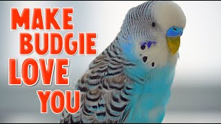 5 Ways to Make Your Budgie Love You