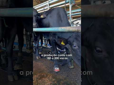 FAZENDA DE LEITE À VENDA – SANTA CRUZ DE GOIÁS, Área total: 89 hectares #fazendaavenda #agro