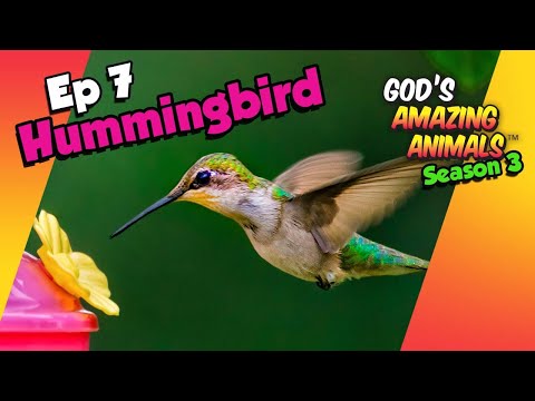Fascinating Facts About Hummingbirds for Kids | God's Amazing Animals (S3 Ep7)