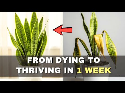 12 Snake Plant Hacks That Will Make Your Plant Thrive Like Never Before 