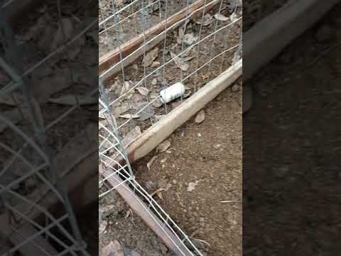 Blues from Blue Layos Farms